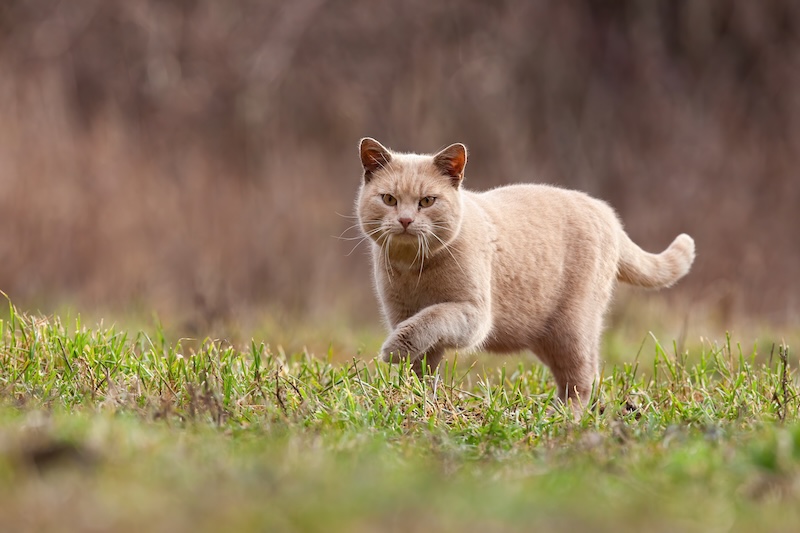 Domestic cat stalking prey in garden with copy space